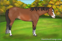 Horse Color:Bay Sabino Splash 