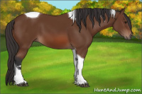 Horse Color:Bay Sabino Tobiano 