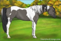 Horse Color:Grullo Tobiano 