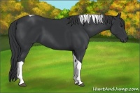 Horse Color:Black Tobiano 