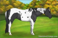 Horse Color:Black Tobiano 