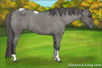 Horse Color:Grullo Tobiano Blanket