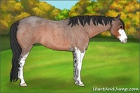 Horse Color:Bay Roan Sabino