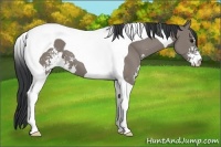 Horse Color:Grullo Sabino Tobiano 