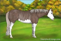 Horse Color:Silver Black Sabino Splash Rabicano 