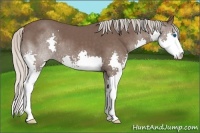 Horse Color:Silver Black Sabino Splash 