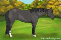 Horse Color:Black Sabino 