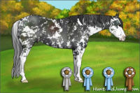 Horse Color:Black Sabino 