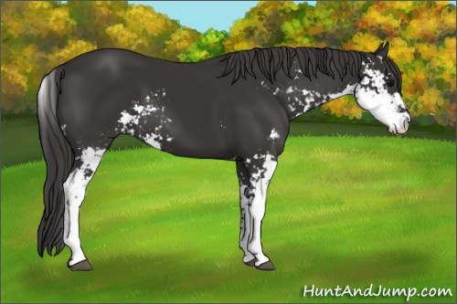 Horse Color: Smoky Black Sabino 