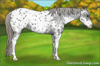 Horse Color:Smoky Black Sabino Appaloosa 