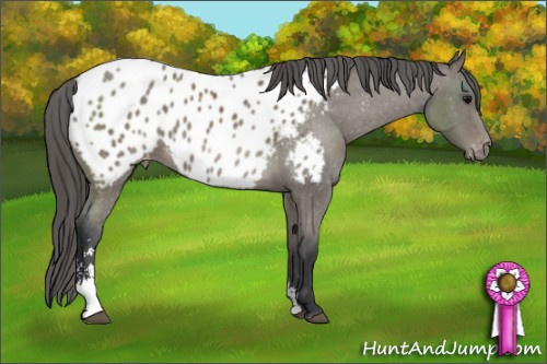 Horse Color: Black Sabino Blanket 