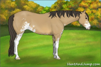 Horse Color:Buckskin Sabino
