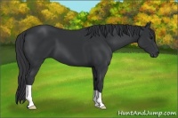 Horse Color:Black 