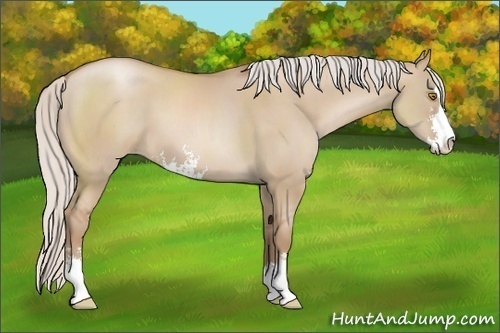 Horse Color: Silver Grullo Pearl Sabino 