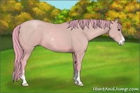 Horse Color:Watercolor Black Pearl Sabino 