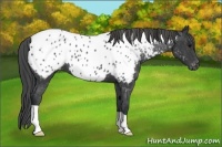 Horse Color:Black Near Leopard 
