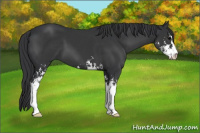 Horse Color:Black Sabino 