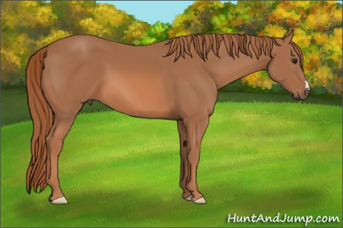 Horse Color: Chestnut 