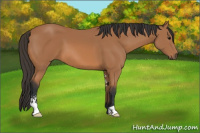 Horse Color:Bay Sabino 