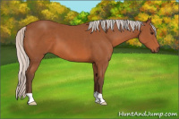 Horse Color:Silver Bay 