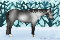 Horse Color:Gray Black 