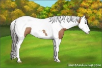 Horse Color:Bay Splash Tobiano 