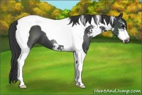 Horse Color:Black Sabino Tobiano 