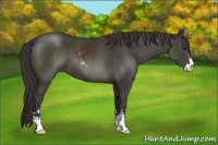 Horse Color:Smoky Black Sabino 