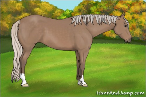 Horse Color: Silver Black 
