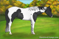Horse Color:Black Tobiano 