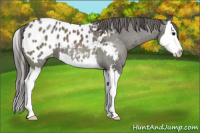 Horse Color:Grullo Sabino Splash Blanket 