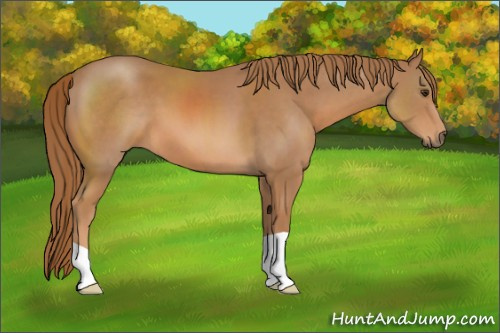 Horse Color: Chestnut 