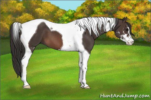 Horse Color: Brown Sabino Tobiano 