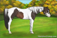 Horse Color:Brown Sabino Tobiano 
