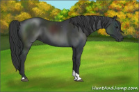 Horse Color:Black Tobiano 