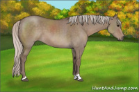 Horse Color:Silver Grullo 