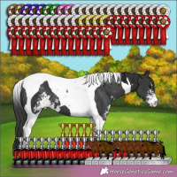 Horse Color:Black Sabino Tobiano 