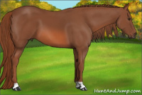 Horse Color:Liver Chestnut 