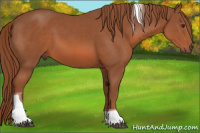 Horse Color:Liver Chestnut Tobiano