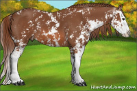 Horse Color:Liver Chestnut Sabino Splash 