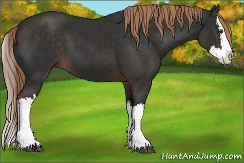 Horse Color: Liver Chestnut Splash 