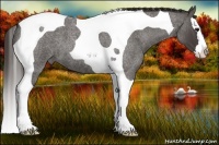 Horse Color:Smoky Blue Roan Splash Tobiano 