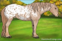 Horse Color:Chestnut Appaloosa 