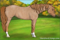 Horse Color:Red Roan 