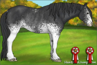 Horse Color:White Spotted Black Rabicano