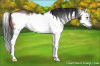 Horse Color:Gray Bay Splash Frame 