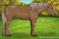 Horse Color:Chocolate Palomino 