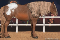 Horse Color:Liver Chestnut Appaloosa