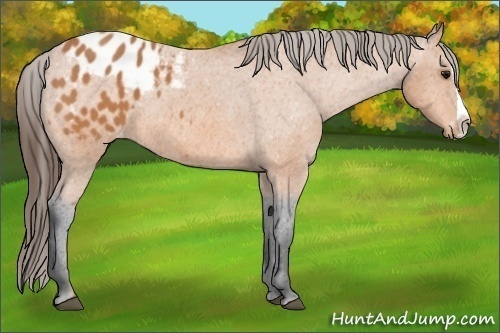 Horse Color: Unknown 