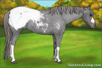 Horse Color:Smoky Black Snowcap Rabicano